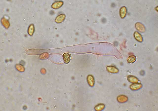 Galerina marginata (Batsch) K�hner